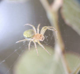 Semi-transparent green spider2