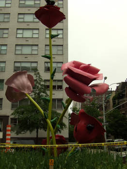 Giant Roses on Park Ave.