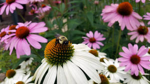 Bumble bee with a nice fur vest