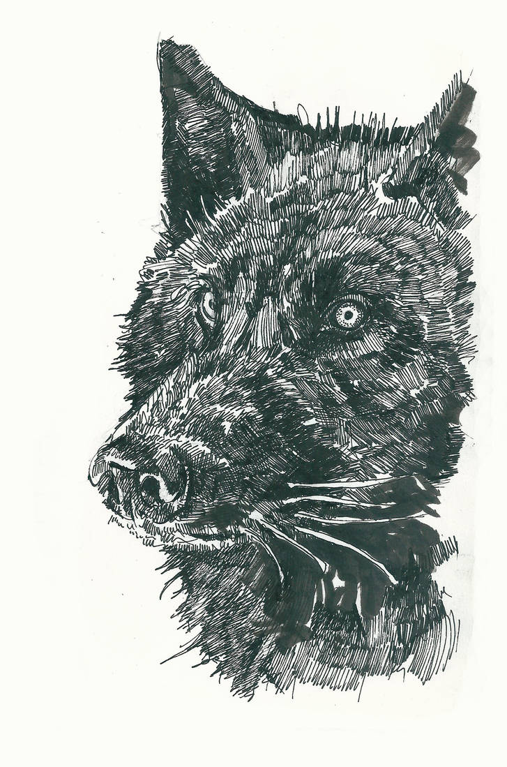 Black wolf (sketch#30) by Ymadness on DeviantArt