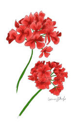 Geraniums