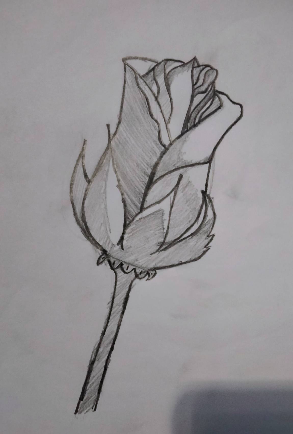 The best rose that i have ever draw by edviantart on DeviantArt
