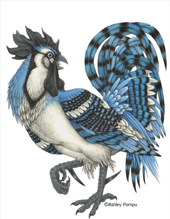 Blue Rooster