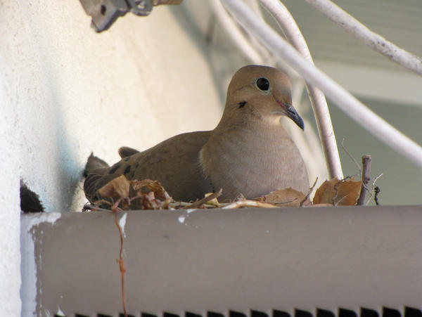 Mother Mourning Dove