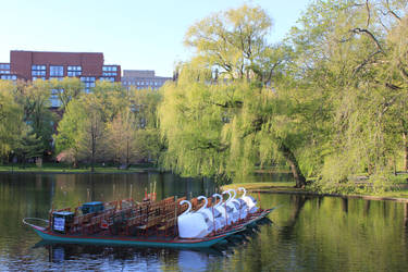 Swan Boats in Public Garden