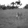 Lion Series 03 Preparing for dinner