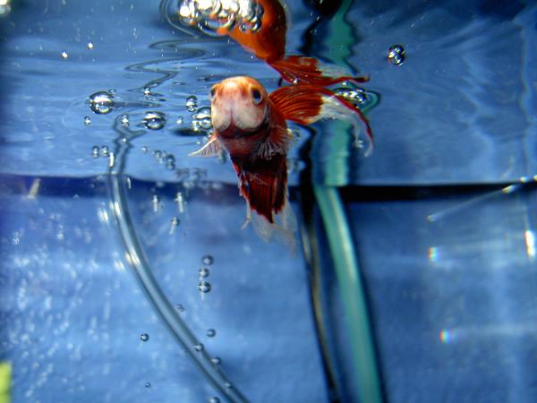 Betta Splendens Again.