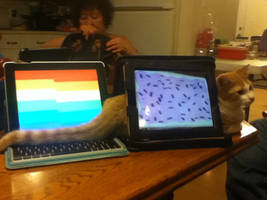 Me Getting Creative With My iPads and Cat