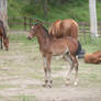 foal stock 4