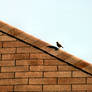 Solitary bird