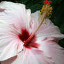 Simplesmente hibiscus