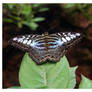 Parthenos Sylvia  ll