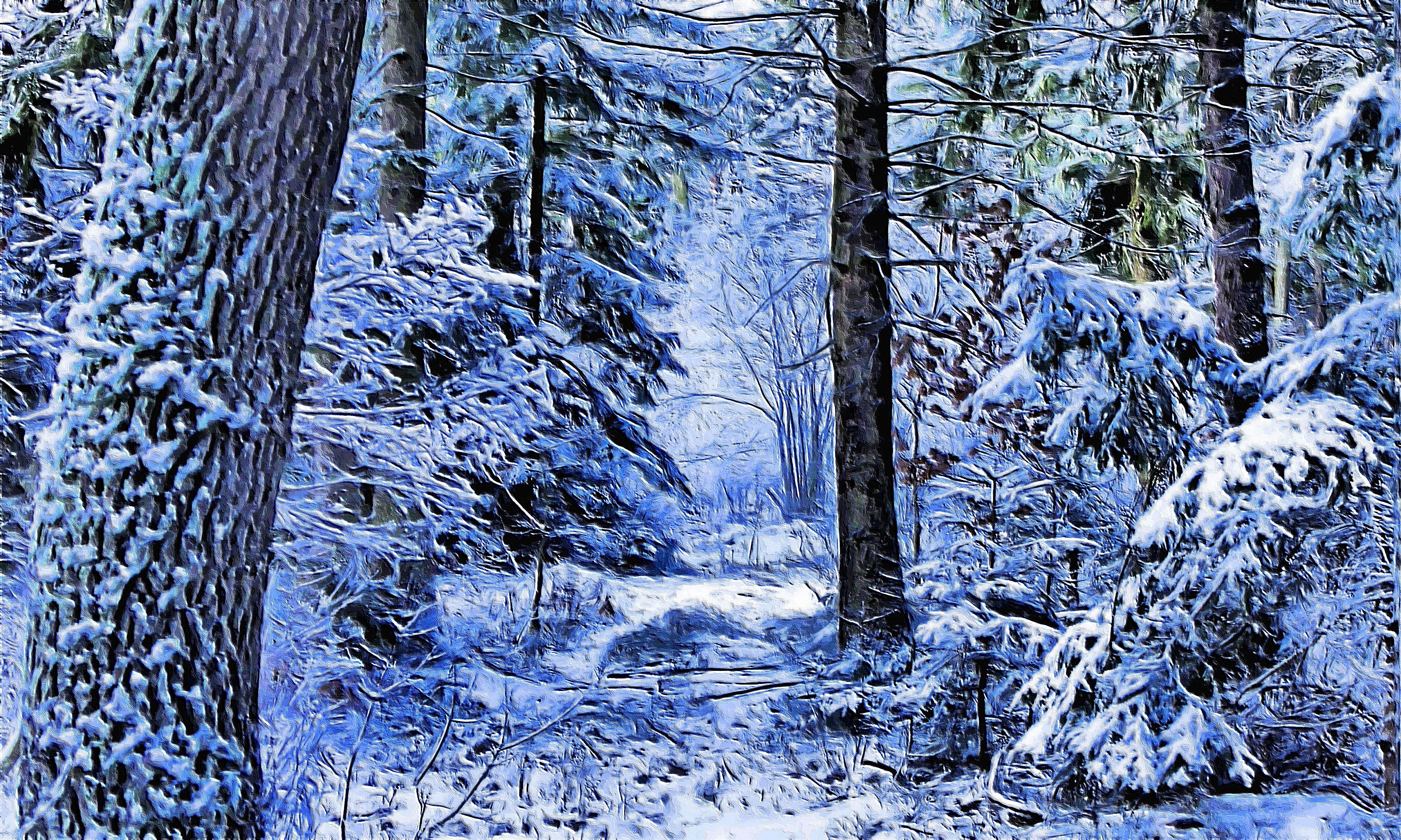 Winter Forest