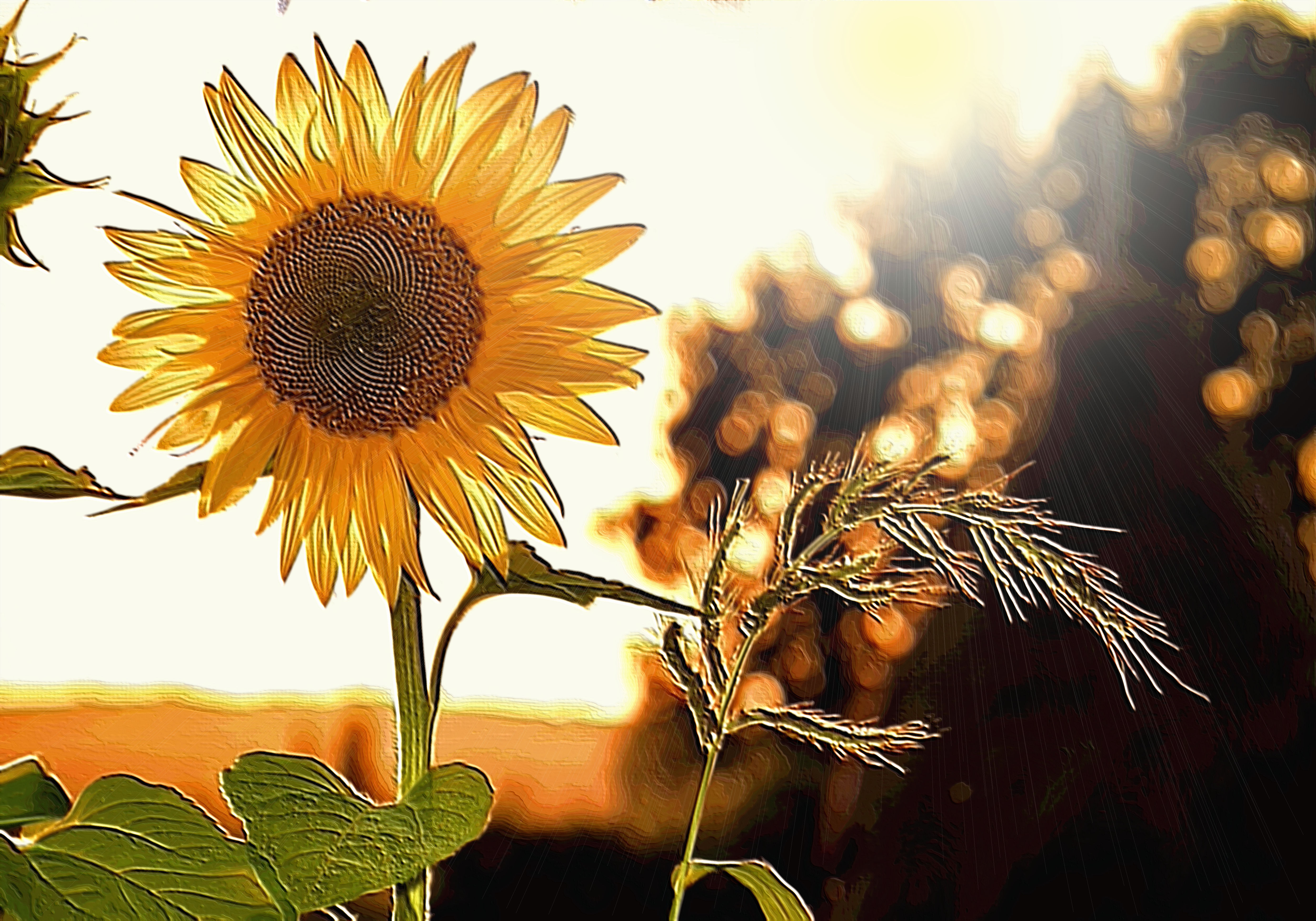 Sunshine Lollipop