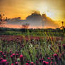Summer Sunset