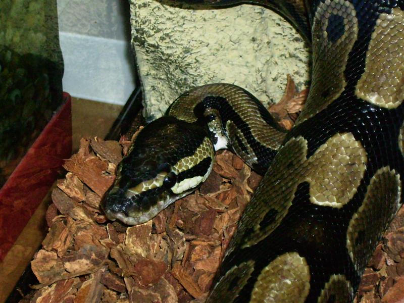 Python Head by Anthroman on DeviantArt