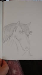 Horse Sketch