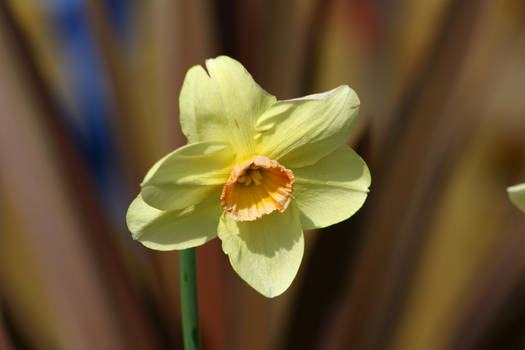 Daffodil