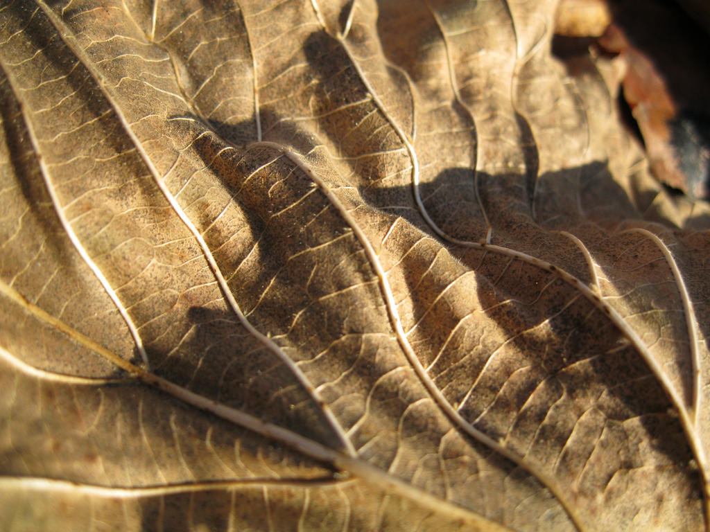 Leaf Ridges by LinkTriforce111 on DeviantArt