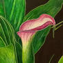 Calla Purple