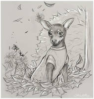 Toy terrier