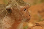 Monkey by spacedoutkat