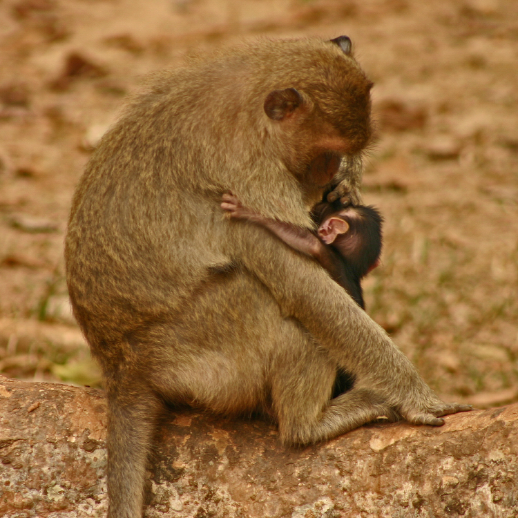 Mother and Baby