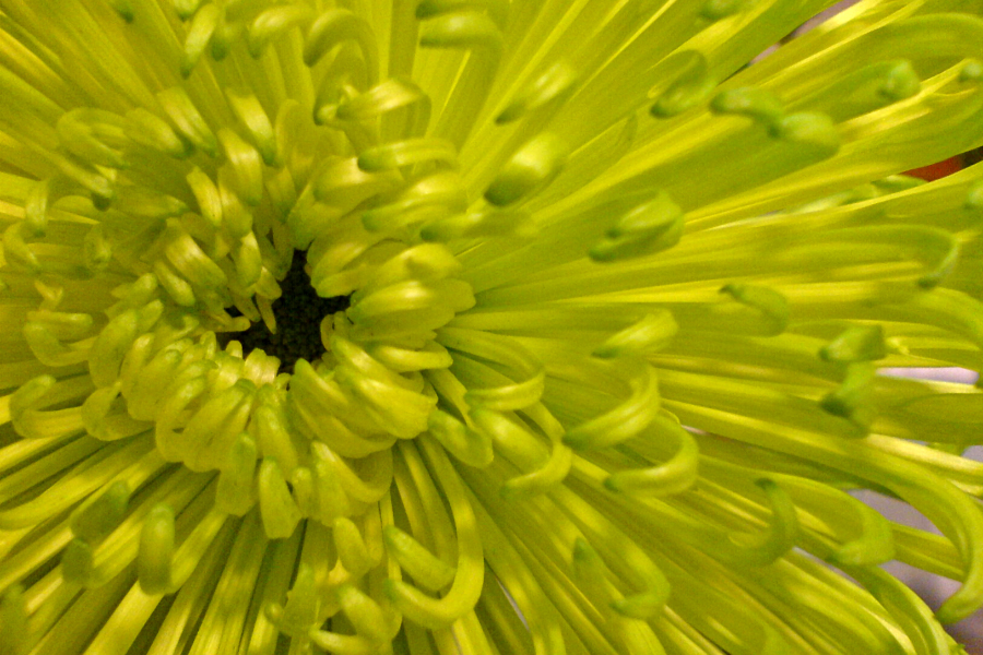 Green Flower