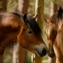 Gossip horses