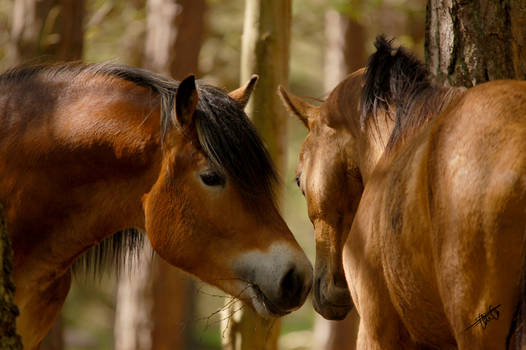 Gossip horses