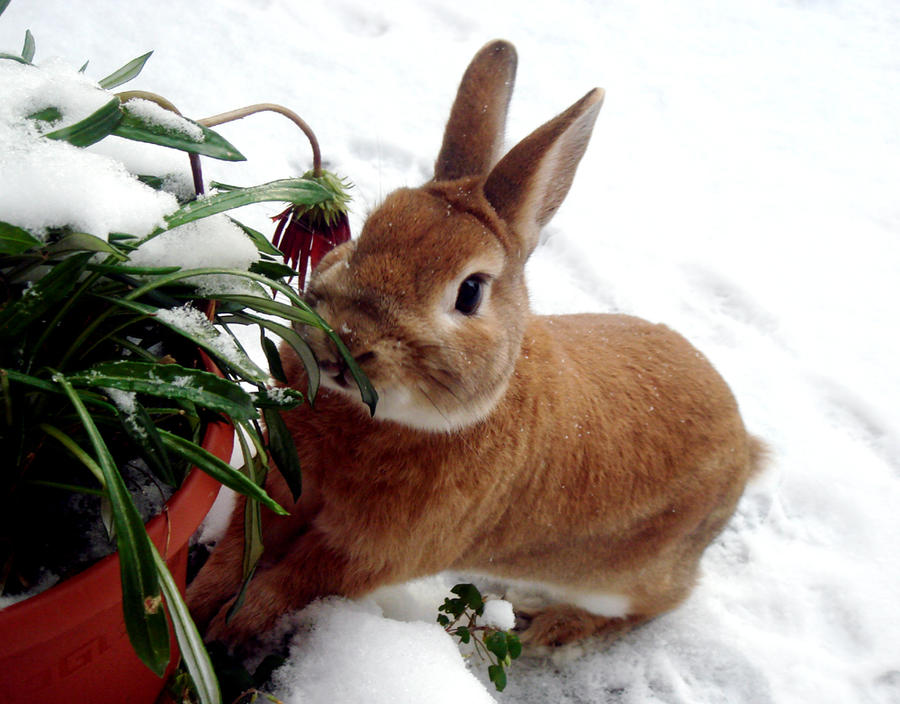 Snowy Rabbit