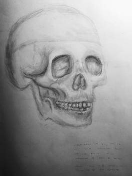 Skull // Observational Drawing