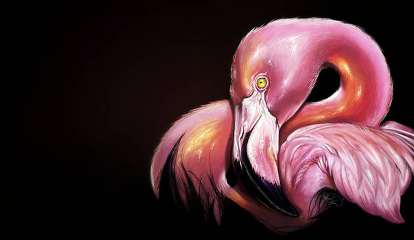 Flamingo