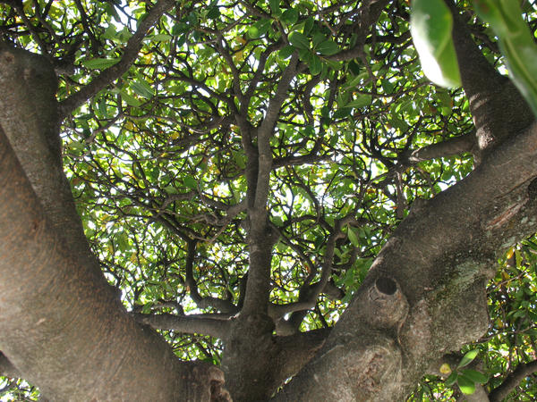 Tangle Tree 2 by massive-fail on DeviantArt