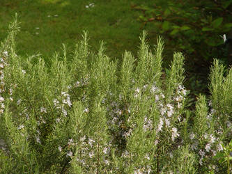 Herbs in Bloom