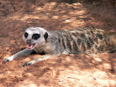 A meerkat