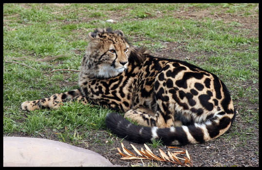 King Cheetah