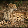 Cheetah 4
