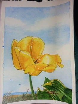 Yellow Tulip from the garden