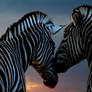 Zebra's Love