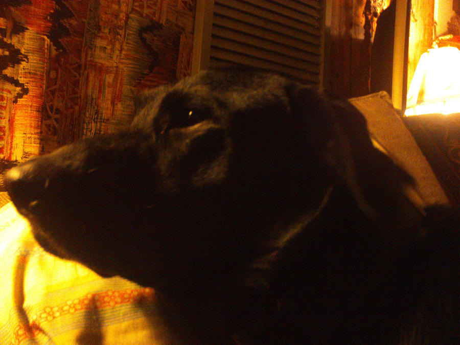 Knut Anddog my dog knut, kanoot by zenorm on DeviantArt