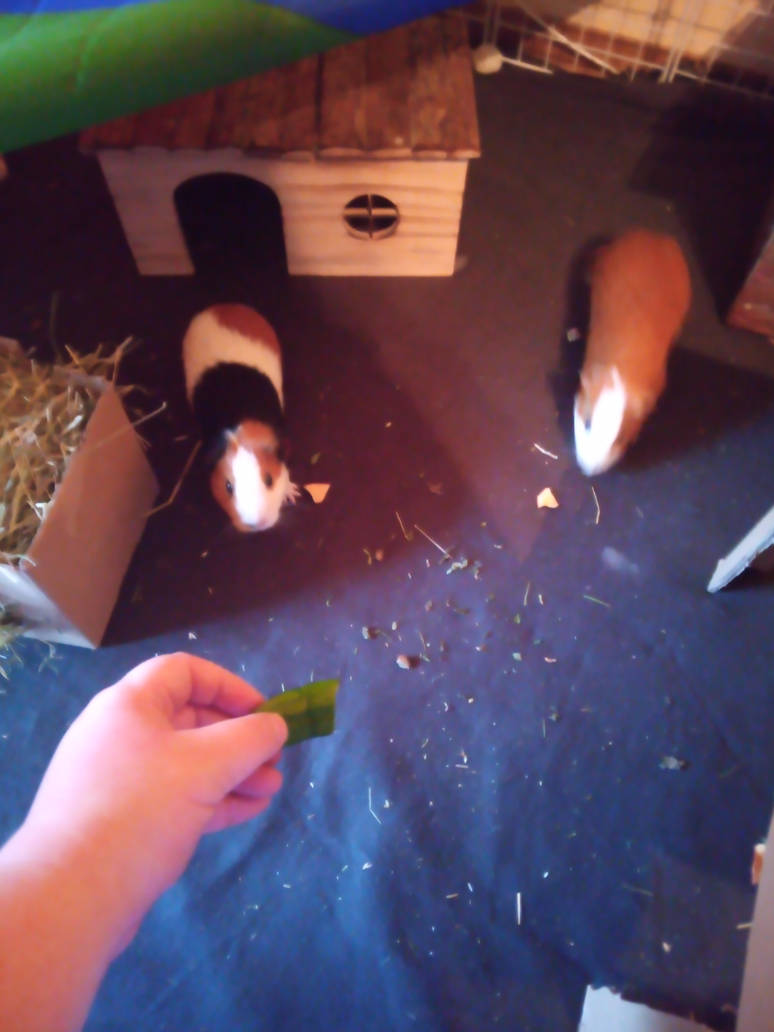 img_20220504_063136_1_by_nightovertamriel_df4slck-pre.jpg?token=eyJ0eXAiOiJKV1QiLCJhbGciOiJIUzI1NiJ9.eyJzdWIiOiJ1cm46YXBwOjdlMGQxODg5ODIyNjQzNzNhNWYwZDQxNWVhMGQyNmUwIiwiaXNzIjoidXJuOmFwcDo3ZTBkMTg4OTgyMjY0MzczYTVmMGQ0MTVlYTBkMjZlMCIsIm9iaiI6W1t7ImhlaWdodCI6Ijw9MTcwNyIsInBhdGgiOiJcL2ZcLzc3MTkwNmNlLTdiNmQtNDU2ZS1iYzI5LTIxNzc2MmViNjQxN1wvZGY0c2xjay0wMTYyODNmOC02YTdhLTRlODItOWIxNi03NWU1ZDEwZTQzODAuanBnIiwid2lkdGgiOiI8PTEyODAifV1dLCJhdWQiOlsidXJuOnNlcnZpY2U6aW1hZ2Uub3BlcmF0aW9ucyJdfQ.j-RI-UXQru6tAdjopCF19ucqVEV7J60XESwUCsqddiU