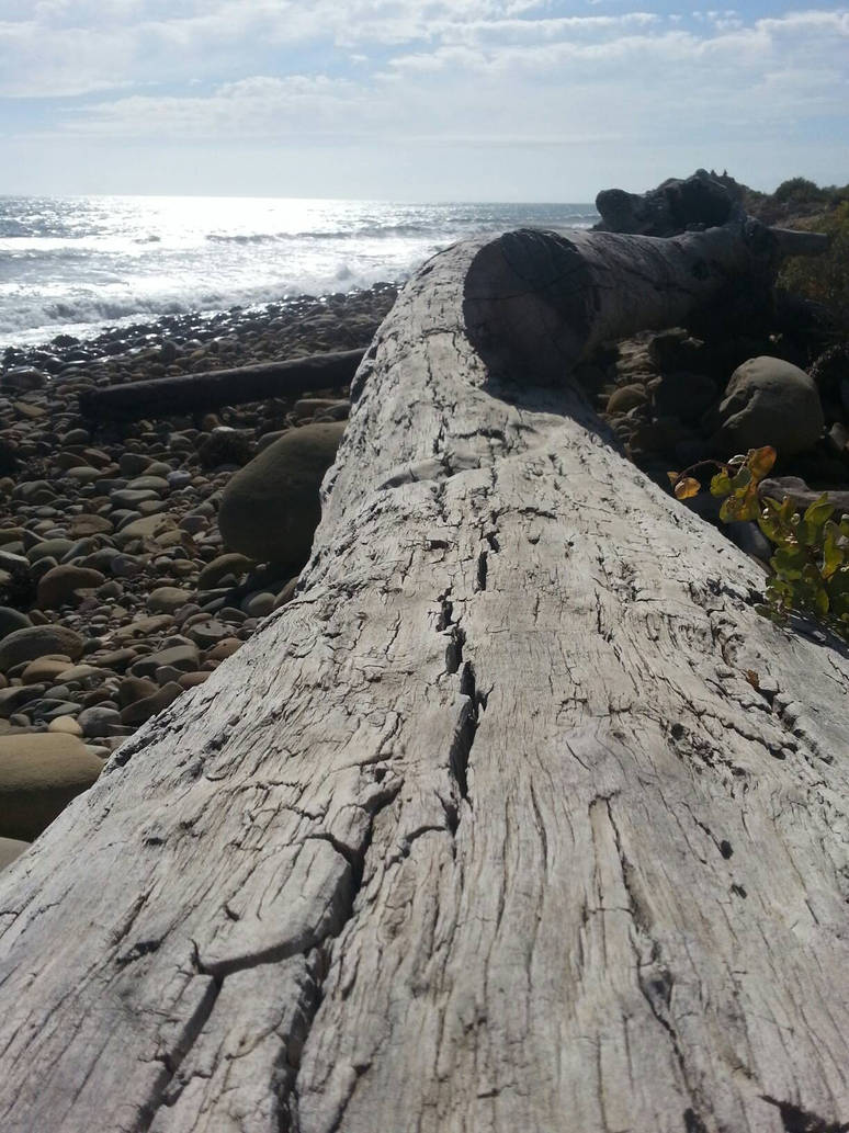 Log by the beach by Leafycynical on DeviantArt