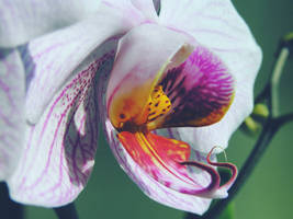 orchid