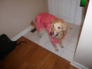 My pink dog