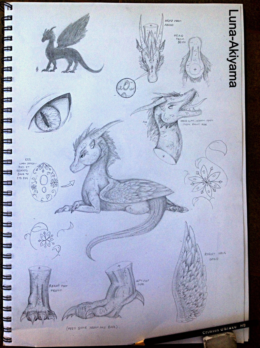 Dragon Reference Guide Dragon reference sheet by Luna-akiyama on DeviantArt