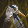 Bushy Park - The Heron III