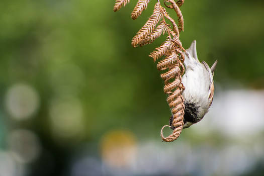 Upside-down Sparrow