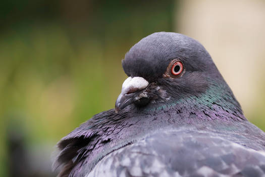 Pigeon Portrait