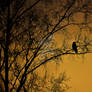 Sundown Crow